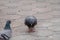 Pigeon brid meet easily according to various places in the city.