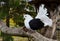 Pigeon with a broad white tail