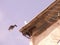 Pigeon on a building near the Church of St. Joseph in Nazareth