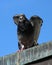 Pigeon on cafe roof in Regent`s Park, London