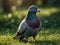 A pigeon calmly stands on vibrant green grass.