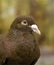 PIGEON CARNEAU