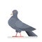 Pigeon character. Bird with gray feather and beak