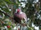 Pigeon in a cherry tree to eat the red fruits which are not ripe ready