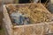 Pigeon chicks in a wooden box with hay in the hands of a pigeon breeder.