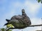 Pigeon chilling out on a branch