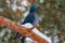 A pigeon in the city arboretum on a frosty January day!