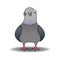 Pigeon, City Bird. Cartoon Funny Pigeon With A Suspicious Look. Crazy pigeon. Vector Illustration Isolated