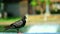 Pigeon cleaned the feathers and stood on a bench in the park and blurred fountain in lake