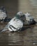 Pigeon cleans its feathers