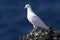 Pigeon on the cliff edge