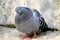 Pigeon, close-up on a pigeon