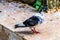 Pigeon Close Up Wandering Around On Concrete Floor