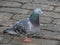 Pigeon closeup on cobblestones. UK. Columba livia domestica.