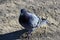 Pigeon closeup in the park juan Carlos I, Madrid