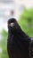 Pigeon closeup portrait, vertical video, green summer background