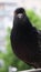 Pigeon closeup portrait, vertical video, green summer background