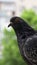 Pigeon closeup portrait, vertical video, green summer background