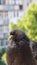 Pigeon closeup portrait, vertical video, green summer background