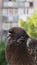 Pigeon closeup portrait, vertical video, green summer background