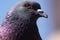 Pigeon closeup with sky background