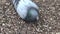 Pigeon Columba livia eats seeds of sunflower on the cobblestone sidewalk. Footage movie.