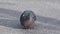 Pigeon Columba livia stay on on the sidewalk. Footage movie.