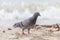 Pigeon(columbidae)On Sandy Beach