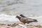 Pigeon(columbidae)On Sandy Beach