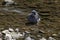 Pigeon cools off, bathing in the river on a hot summer day