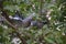 Pigeon couple flirting on a branch