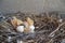 Pigeon cubs in nest. bird brood