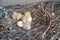 Pigeon cubs in nest. bird brood
