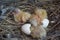 Pigeon cubs in nest. bird brood