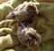 pigeon cubs are ten days old, that is the time when they get their first feathers