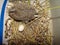 Pigeon, dove Close up Baby bird Hatching pigeon, dove,Birth of new life, Cute baby Animal ,slow life ,Cute bird, birds * Nest Bi
