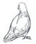 Pigeon or dove isolated sketch icon, peace symbol