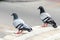 Pigeon. Dove. The large bird genus Columba comprises.