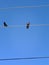 Pigeon Dove Photography Blue Sky