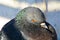 Pigeon or dove in Venice, close up, portrait