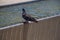 Pigeon drinking water from fountain at the city park