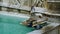 Pigeon drinking water from the historic fountain in Italy