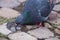 Pigeon drinking water from a puddle