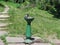 A pigeon drinks water in a botanical garden.