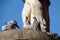 Pigeon drinks water from dogs statue