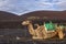 A pigeon and a dromedary on the volcanic land of the Lanzarote area known as Timanfaya, Canary Islands, Spain