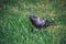 Pigeon eating bread on the grass