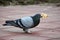 Pigeon eating bread in the street