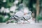 Pigeon eating bread on the street. Beautiful dove