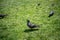 Pigeon eating food in the grass